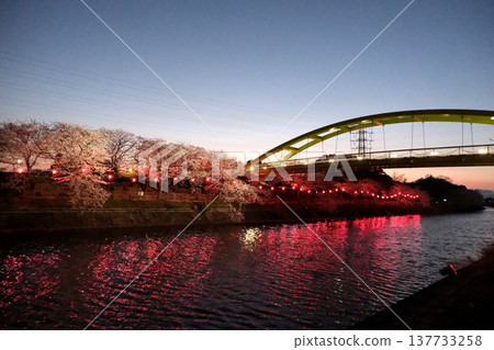 Nighttime cherry blossoms at Arakogawa Park, Nagoya City, Aichi Prefecture, April 2025 (Photo #23) 137733258