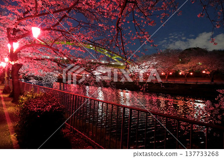 愛知縣名古屋市荒子川公園的夜間櫻花(圖33)-2025年4月 愛知縣名古屋市荒子川公園的夜間櫻花(圖33)-2025年4月 137733268