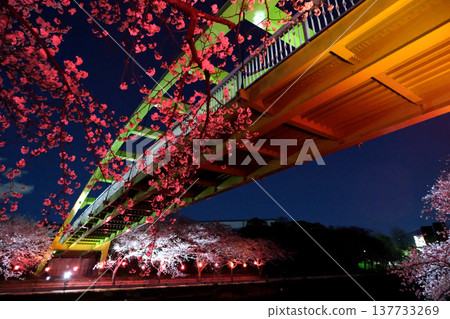 愛知縣名古屋市荒子川公園的夜間櫻花(照片34,2025年4月) 愛知縣名古屋市荒子川公園的夜間櫻花(照片34,2025年4月) 137733269