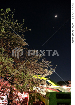 Nighttime cherry blossoms at Arakogawa Park, Nagoya City, Aichi Prefecture (Photo #35, April 2025) Nighttime cherry blossoms at Arakogawa Park, Nagoya City, Aichi Prefecture (Photo #35, April 2025) 137733270