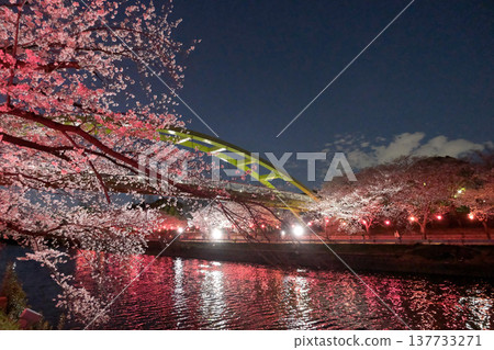 Nighttime cherry blossoms at Arakogawa Park, Nagoya City, Aichi Prefecture (Photo 36) - April 2025 Nighttime cherry blossoms at Arakogawa Park, Nagoya City, Aichi Prefecture (Photo 36) - April 2025 137733271