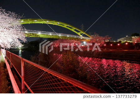 愛知縣名古屋市荒子川公園的夜間櫻花(44) - 2025年4月 愛知縣名古屋市荒子川公園的夜間櫻花(44) - 2025年4月 137733279
