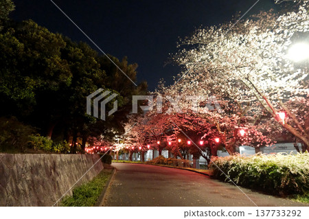 愛知縣名古屋市荒子川公園的夜間櫻花(照片編號57,2025年4月) 愛知縣名古屋市荒子川公園的夜間櫻花(照片編號57,2025年4月) 137733292