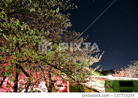 愛知縣名古屋市荒子川公園的夜間櫻花（60張照片） - 2025年4月 137733295