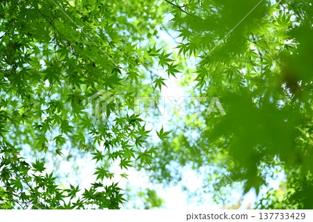 藍楓在風中搖晃 藍楓在風中搖晃 137733429