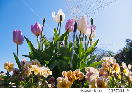 Kurihama Flower Country Tulips 137733549