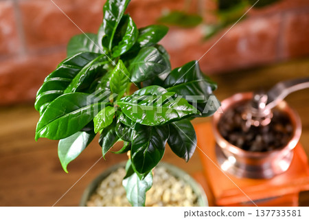 Coffea tree Coffea tree 137733581
