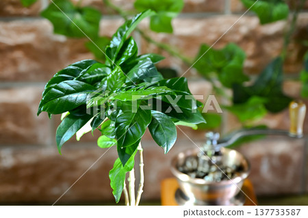 Coffea tree 137733587