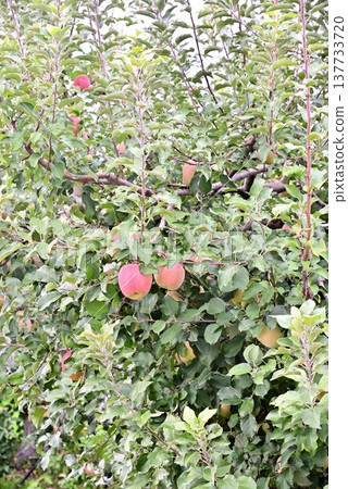 Fruitful apples fruit Fruitful apples fruit 137733720