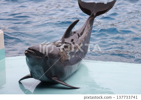 海豚露出臉 137733741