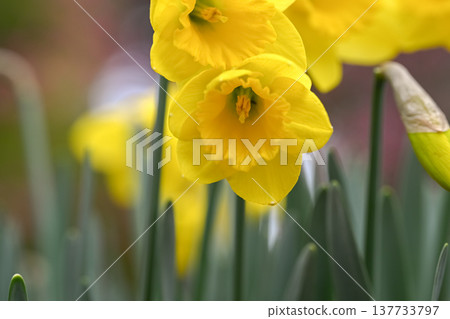 黃水仙花 黃水仙花 137733797