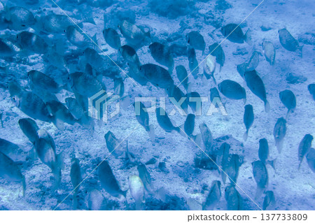 Many fish swarm around the coral reef 137733809