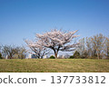 An old cherry tree on the hill 137733812