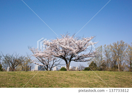 An old cherry tree on the hill 137733812