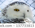 Sight of the snowy owl 137733813