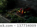 Whiskey and various flavors: herbs, whiskey, fruit, spices, taste, aroma, flavor. 137734009