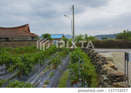 It's a rural landscape with a pepper field. It's a rural landscape with a pepper field. 137734057