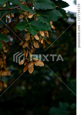 bunches of maple seeds on a tree branch against a blurred background bunches of maple seeds on a tree branch against a blurred background 137734159