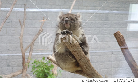 Koala that has been bothering me Koala that has been bothering me 137734171