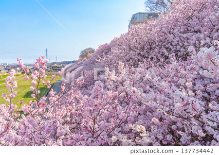 The "Harumeki Sakura" cherry blossoms, with their deep pink color, are in full bloom (Ichinoseki Harane, Minamiashigara City, Kanagawa Prefecture). The "Harumeki Sakura" cherry blossoms, with their deep pink color, are in full bloom (Ichinoseki Harane, Minamiashigara City, Kanagawa Prefecture). 137734442