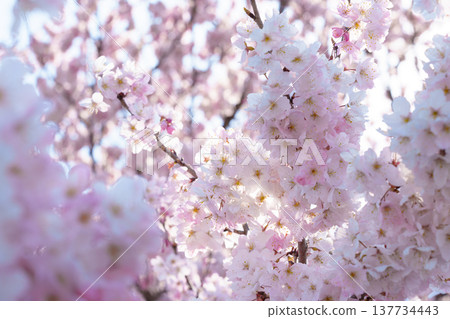 「春目櫻花」(神奈川縣南足柄市特有品種)呈現深粉紅色。 「春目櫻花」(神奈川縣南足柄市特有品種)呈現深粉紅色。 137734443