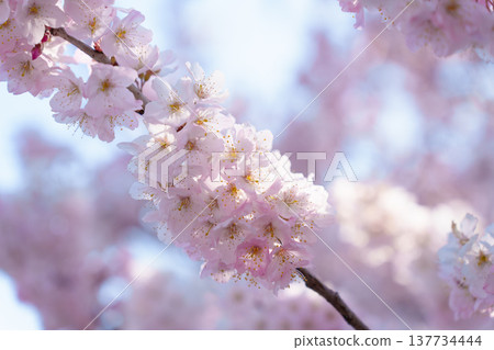 「春目櫻花」（神奈川縣南足柄市特有品種）呈現深粉紅色。 137734444