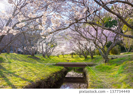 A waterside park with beautiful cherry blossoms in full bloom (Forest and Water Park / Minamiashigara City, Kanagawa Prefecture) A waterside park with beautiful cherry blossoms in full bloom (Forest and Water Park / Minamiashigara City, Kanagawa Prefecture) 137734449