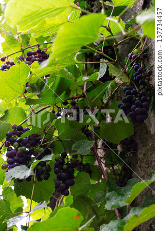 clusters of ripe wine grapes hanging over a stone wall clusters of ripe wine grapes hanging over a stone wall 137734457