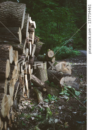 Logs from sawn trees lying by the road in the forest Logs from sawn trees lying by the road in the forest 137734461