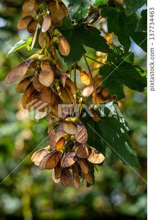 bunches of maple seeds on a tree branch against a blurred background bunches of maple seeds on a tree branch against a blurred background 137734463