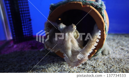 Hello from the octopus pot Hello from the octopus pot 137734533