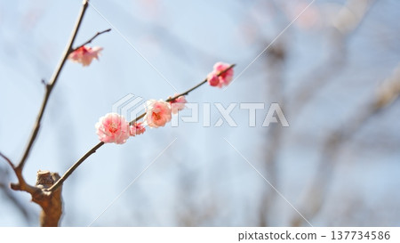 相模原北公園的梅花 137734586