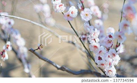 Plum blossoms in Sagamihara Kita Park Plum blossoms in Sagamihara Kita Park 137734594