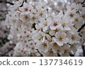 Cherry blossoms in full bloom 137734619