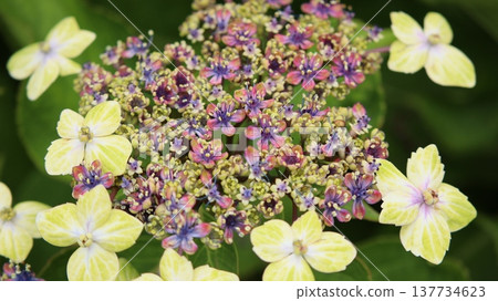 藍色繡球花 藍色繡球花 137734623