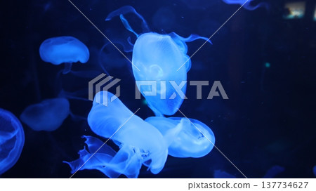 Jellyfish floating in the water tank Jellyfish floating in the water tank 137734627