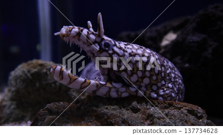 威脅鱒魚下降 137734628