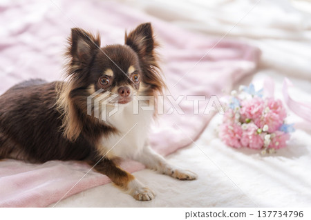 一隻吉娃娃和一束康乃馨 一隻吉娃娃和一束康乃馨 137734796