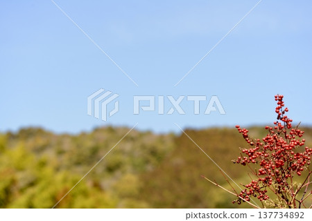 三月的山脈和紅色的南天竹漿果 三月的山脈和紅色的南天竹漿果 137734892