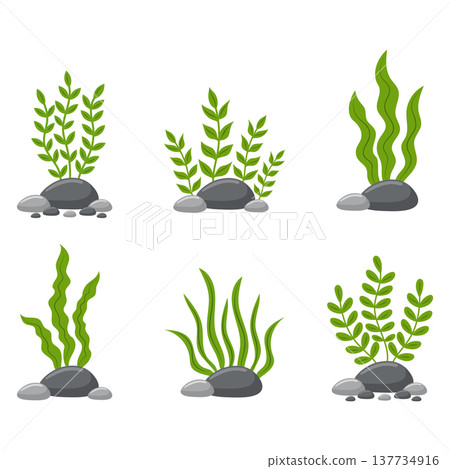Green seaweeds and marine algae plants with stones set vector illustration. Green seaweeds and marine algae plants with stones set vector illustration. 137734916