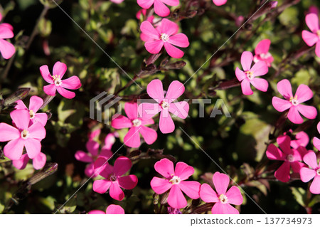Syrene Pink Panther Syrene Pink Panther 137734973
