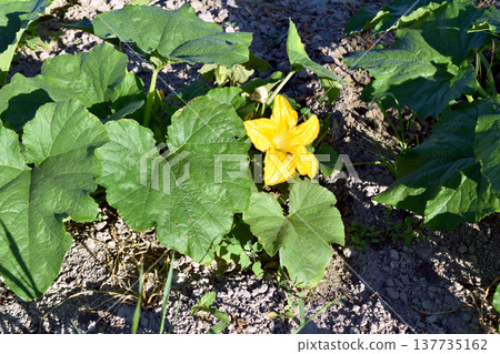 Pumpkin plantation in the garden. Pumpkin plantation in the garden. 137735162