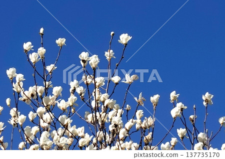 白色木蘭和藍天 137735170