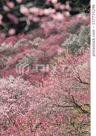 Plum blossom viewing spots, plum blossom festivals, dyed pink, early spring flowers, red plum blossoms in full bloom, the arrival of spring. Plum blossom viewing spots, plum blossom festivals, dyed pink, early spring flowers, red plum blossoms in full bloom, the arrival of spring. 137735296