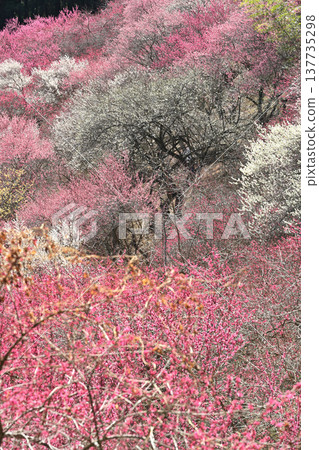 景觀與梅花 景觀與梅花 137735298