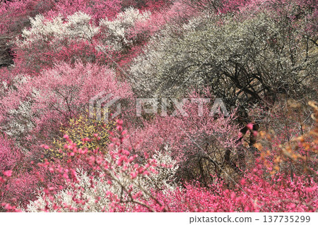 著名賞梅勝地和梅花節上的梅花,盛開的梅花宣告春天的到來,早春時節成簇的梅花。 著名賞梅勝地和梅花節上的梅花,盛開的梅花宣告春天的到來,早春時節成簇的梅花。 137735299