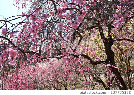 The pink of the weeping plum blossoms is beautiful. 137735338