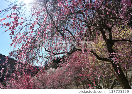 Plum blossoms in the blue sky Plum blossoms in the blue sky 137735339