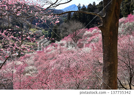景觀與梅花 景觀與梅花 137735342