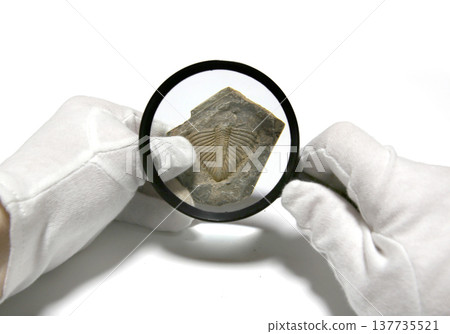 Fossil image: Trilobite 137735521